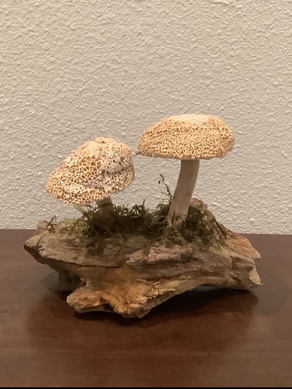 Driftwood Art, Driftwood & Seashell Mushrooms, Seashell Mushroom Art, Coastal
